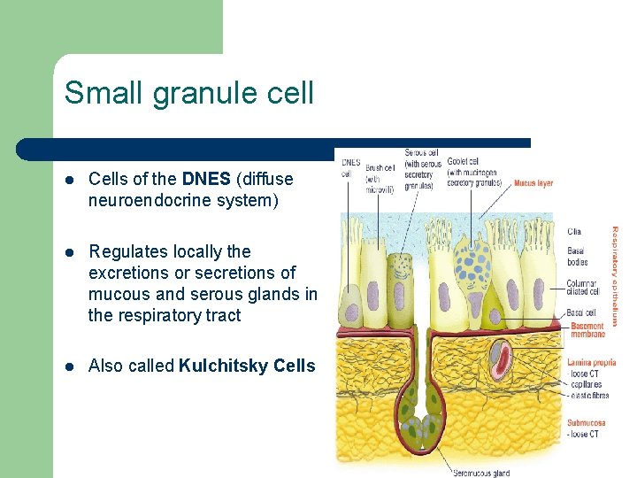 Small granule cell l Cells of the DNES (diffuse neuroendocrine system) l Regulates locally