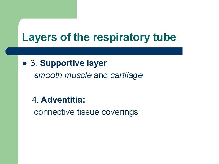 Layers of the respiratory tube l 3. Supportive layer: smooth muscle and cartilage 4.