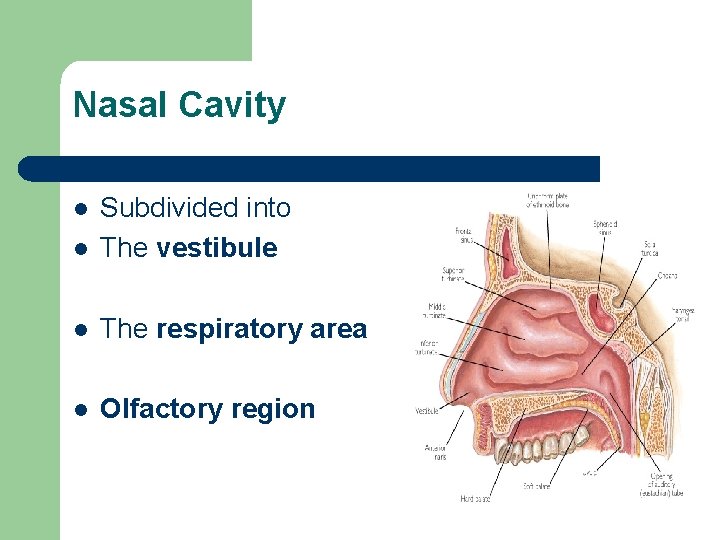 Nasal Cavity l Subdivided into The vestibule l The respiratory area l Olfactory region