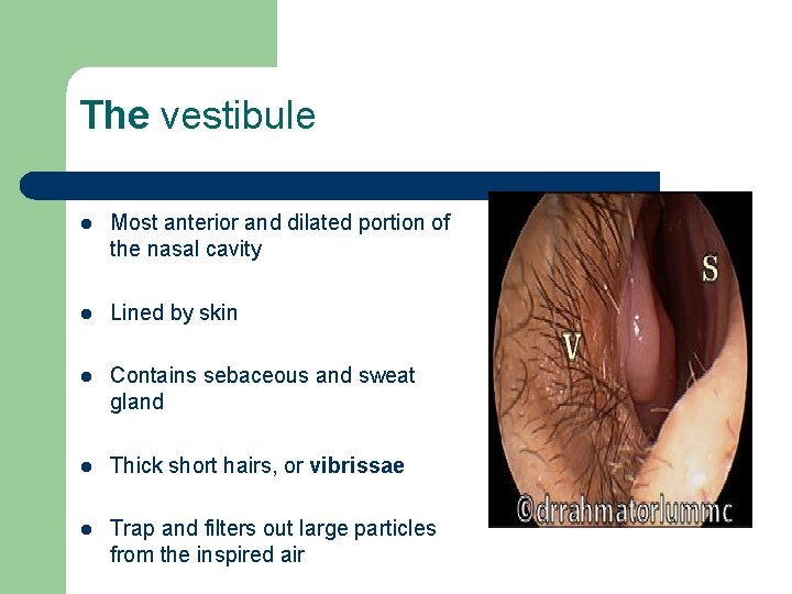 The vestibule l Most anterior and dilated portion of the nasal cavity l Lined