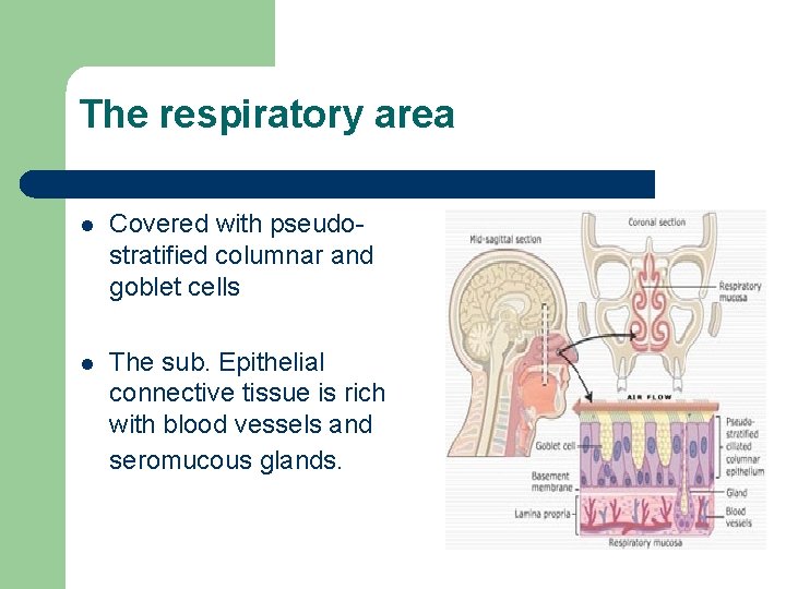 The respiratory area l Covered with pseudostratified columnar and goblet cells l The sub.