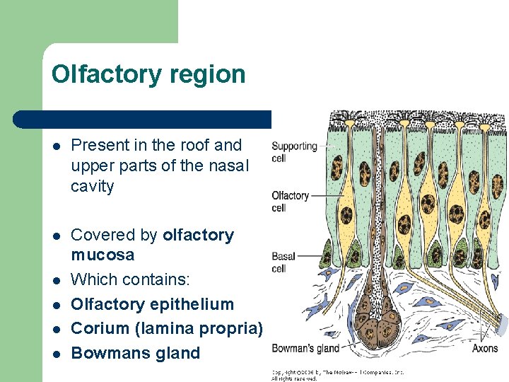 Olfactory region l Present in the roof and upper parts of the nasal cavity