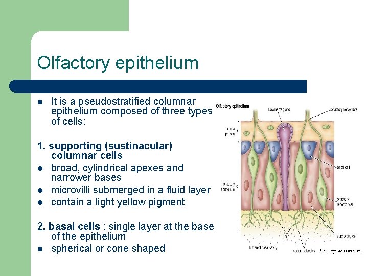 Olfactory epithelium l It is a pseudostratified columnar epithelium composed of three types of