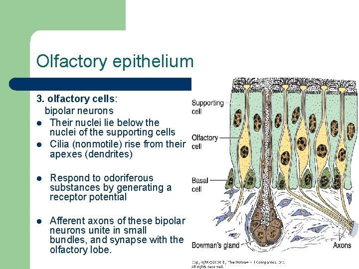 Olfactory epithelium 3. olfactory cells: bipolar neurons l Their nuclei lie below the nuclei