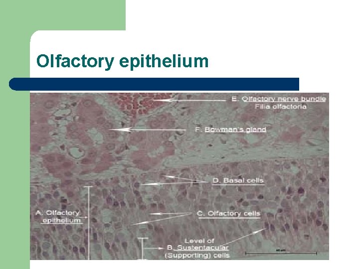 Olfactory epithelium 