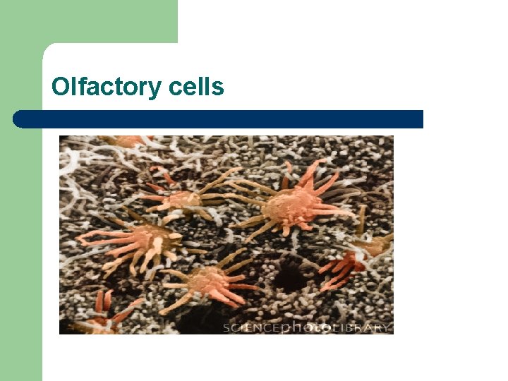 Olfactory cells 