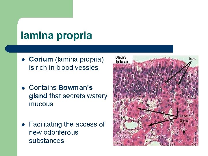 lamina propria l Corium (lamina propria) is rich in blood vessles. l Contains Bowman’s