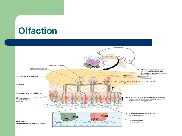 Olfaction 