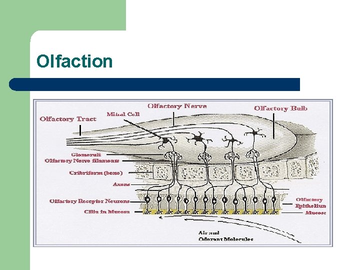 Olfaction 