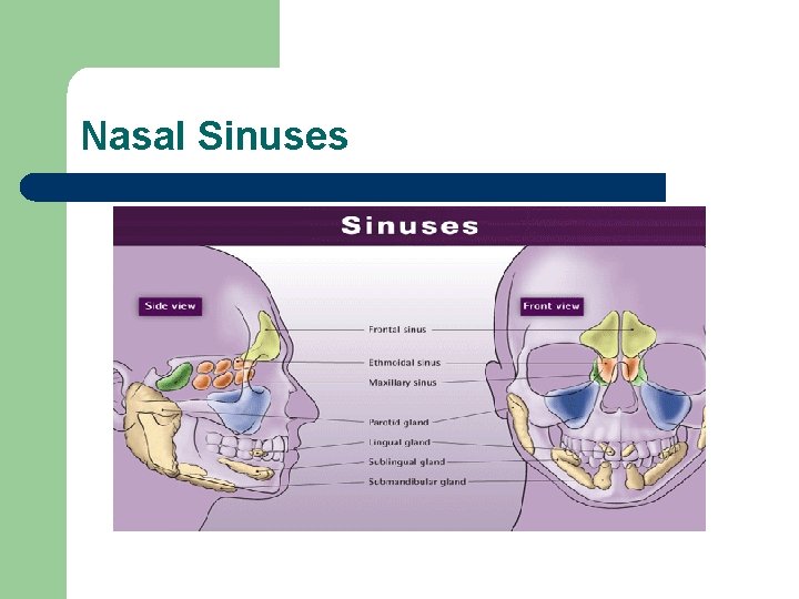 Nasal Sinuses 