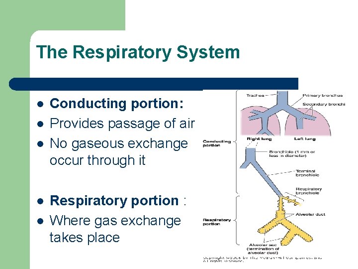 The Respiratory System l l l Conducting portion: Provides passage of air No gaseous