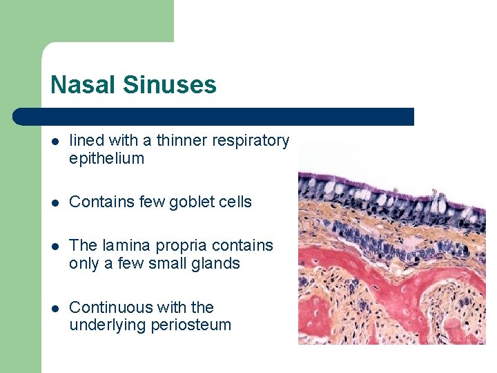Nasal Sinuses l lined with a thinner respiratory epithelium l Contains few goblet cells