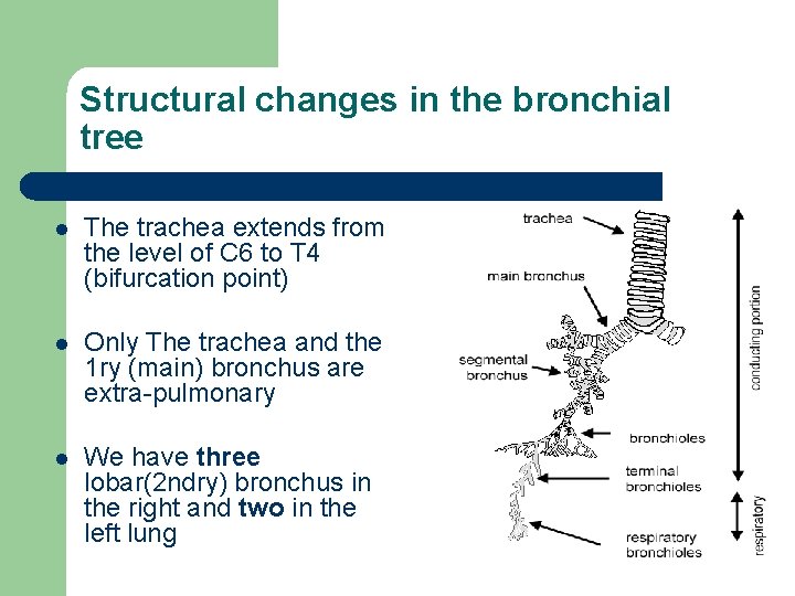 Structural changes in the bronchial tree l The trachea extends from the level of