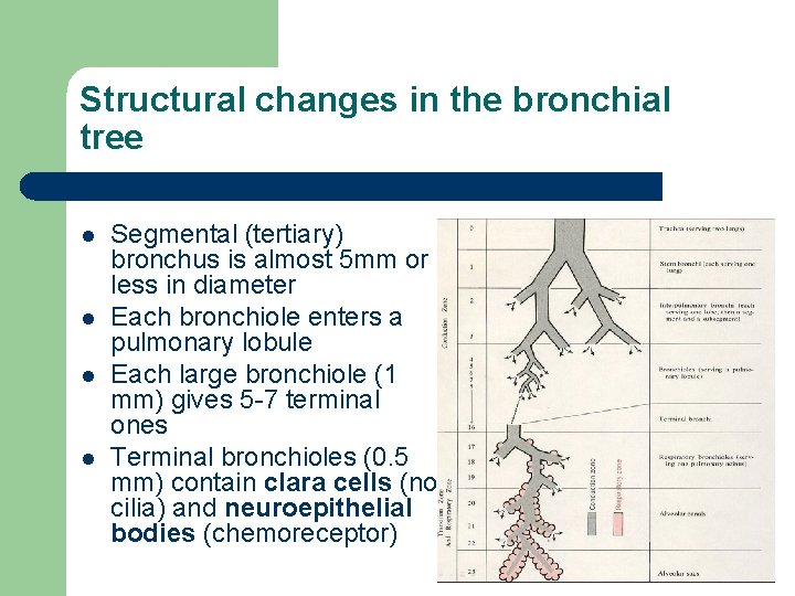 Structural changes in the bronchial tree l l Segmental (tertiary) bronchus is almost 5