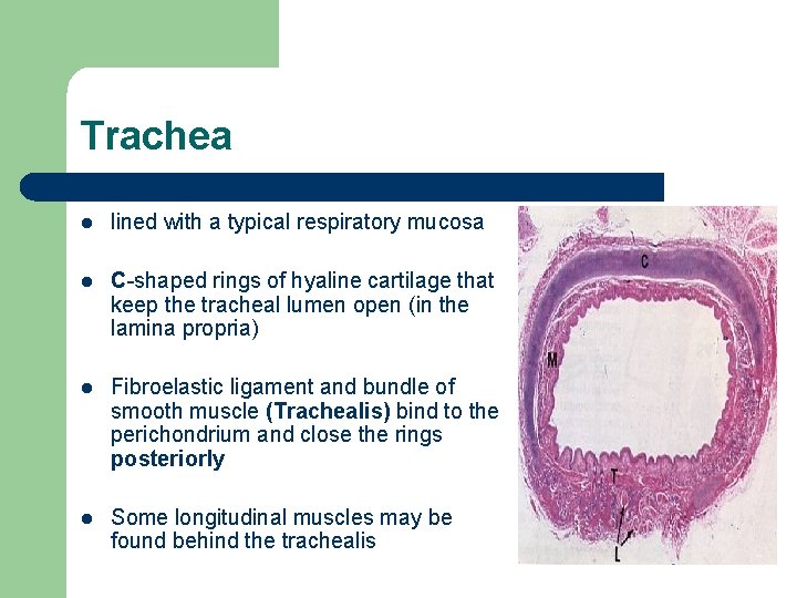 Trachea l lined with a typical respiratory mucosa l C-shaped rings of hyaline cartilage