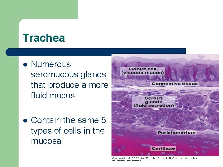 Trachea l Numerous seromucous glands that produce a more fluid mucus l Contain the