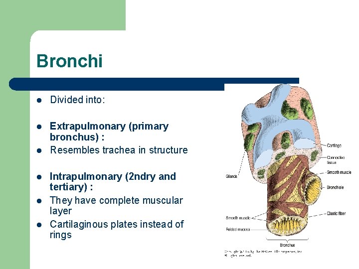 Bronchi l Divided into: l Extrapulmonary (primary bronchus) : Resembles trachea in structure l