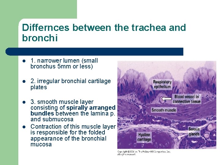 Differnces between the trachea and bronchi l 1. narrower lumen (small bronchus 5 mm