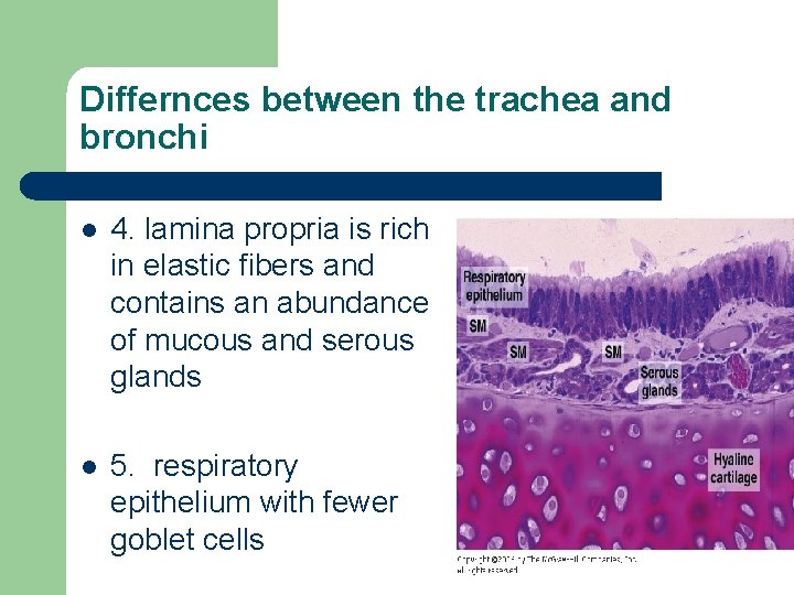 Differnces between the trachea and bronchi l 4. lamina propria is rich in elastic