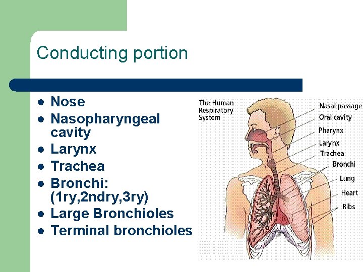 Conducting portion l l l l Nose Nasopharyngeal cavity Larynx Trachea Bronchi: (1 ry,