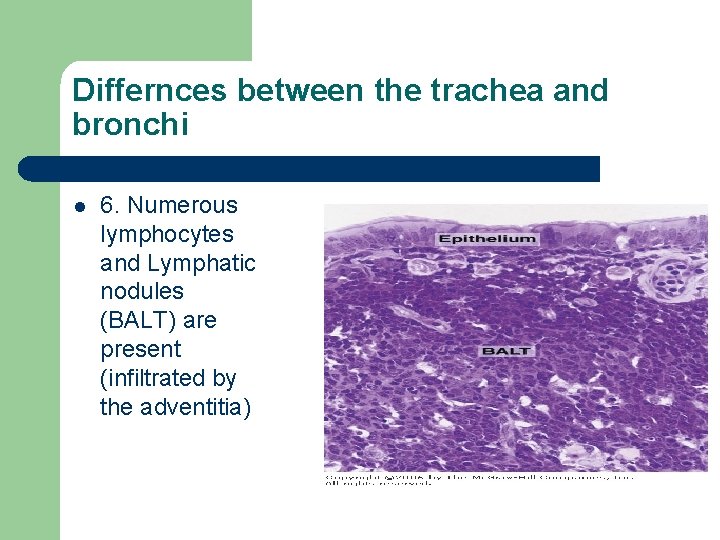 Differnces between the trachea and bronchi l 6. Numerous lymphocytes and Lymphatic nodules (BALT)