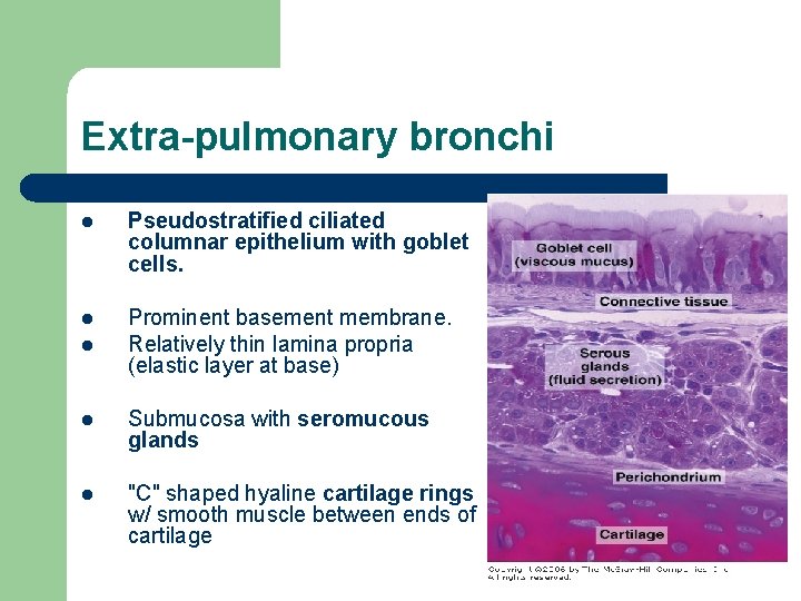 Extra-pulmonary bronchi l Pseudostratified ciliated columnar epithelium with goblet cells. l Prominent basement membrane.