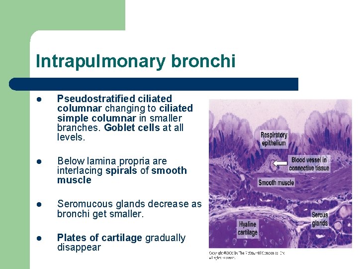 Intrapulmonary bronchi l Pseudostratified ciliated columnar changing to ciliated simple columnar in smaller branches.