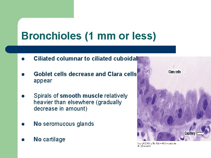 Bronchioles (1 mm or less) l Ciliated columnar to ciliated cuboidal l Goblet cells