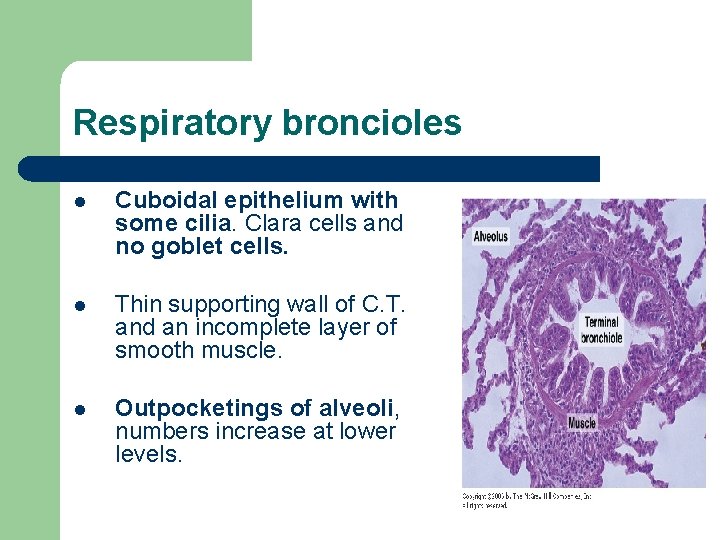 Respiratory broncioles l Cuboidal epithelium with some cilia. Clara cells and no goblet cells.