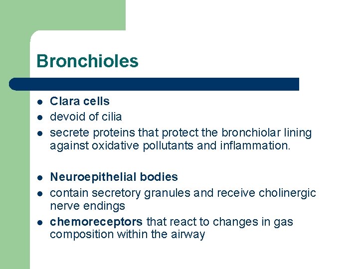 Bronchioles l l l Clara cells devoid of cilia secrete proteins that protect the