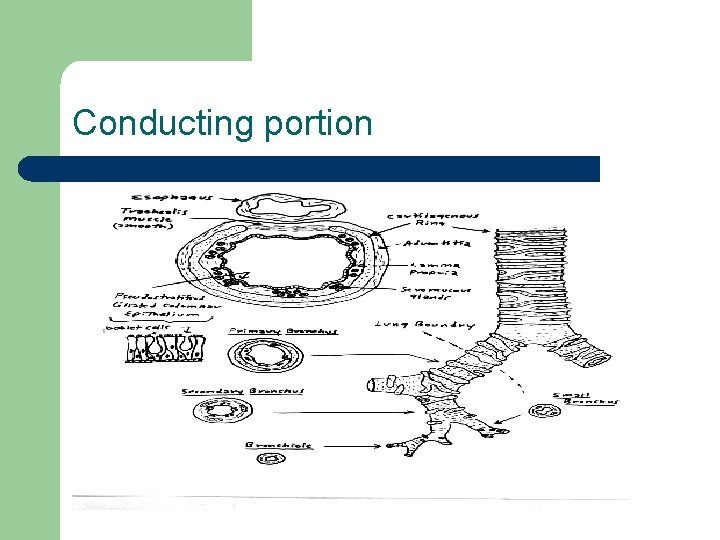 Conducting portion 