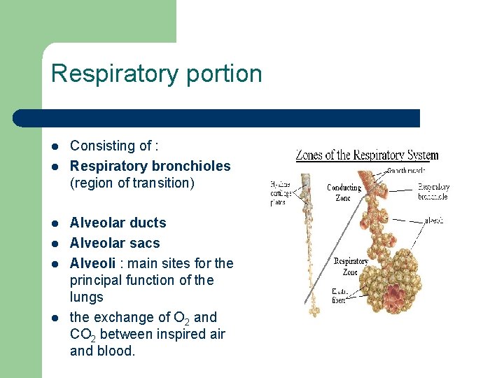 Respiratory portion l l l Consisting of : Respiratory bronchioles (region of transition) Alveolar