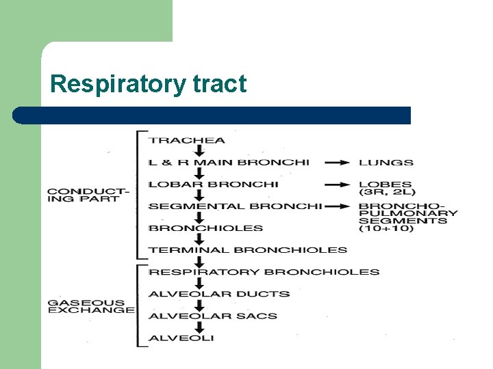 Respiratory tract 