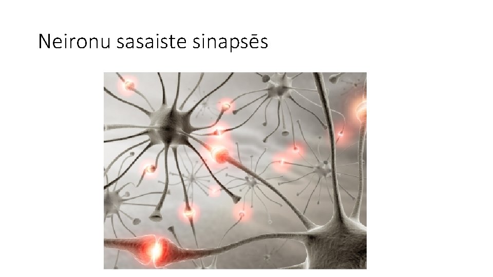 Neironu sasaiste sinapsēs 