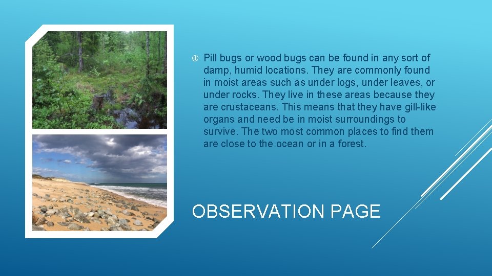  Pill bugs or wood bugs can be found in any sort of damp,