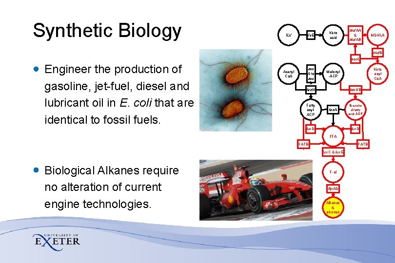 Synthetic Biology ILV ilv. E Keto acid bkd. AA & bkd. AB MDHLA bkd.