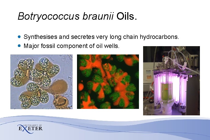 Botryococcus braunii Oils. Synthesises and secretes very long chain hydrocarbons. Major fossil component of