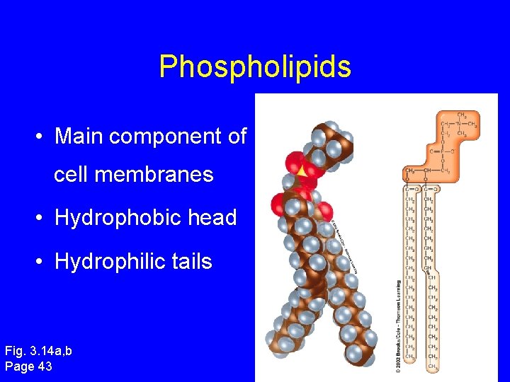 Phospholipids • Main component of cell membranes • Hydrophobic head • Hydrophilic tails Fig. Phospholipids • Main component of cell membranes • Hydrophobic head • Hydrophilic tails Fig.