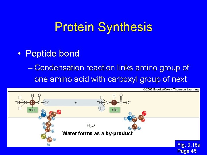 Protein Synthesis • Peptide bond – Condensation reaction links amino group of one amino Protein Synthesis • Peptide bond – Condensation reaction links amino group of one amino