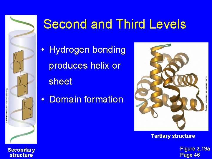 Second and Third Levels • Hydrogen bonding produces helix or sheet • Domain formation Second and Third Levels • Hydrogen bonding produces helix or sheet • Domain formation