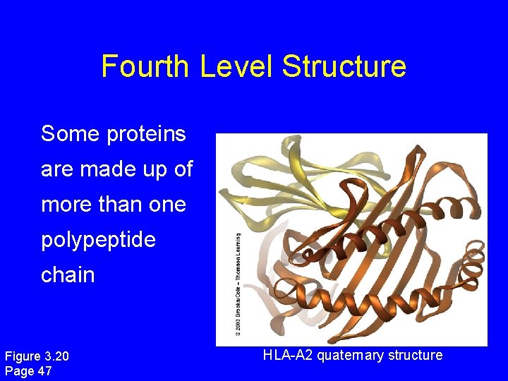 Fourth Level Structure Some proteins are made up of more than one polypeptide chain Fourth Level Structure Some proteins are made up of more than one polypeptide chain