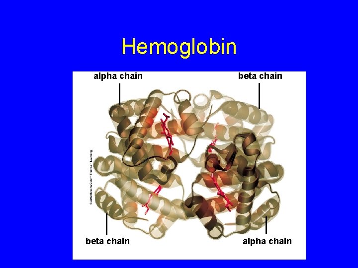 Hemoglobin alpha chain beta chain alpha chain Hemoglobin alpha chain beta chain alpha chain