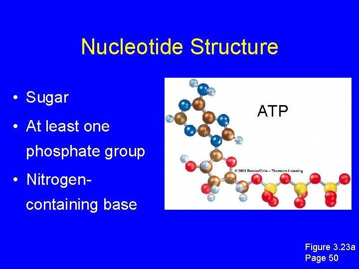 Nucleotide Structure • Sugar • At least one ATP phosphate group • Nitrogencontaining base Nucleotide Structure • Sugar • At least one ATP phosphate group • Nitrogencontaining base