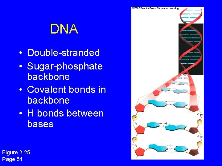 DNA • Double-stranded • Sugar-phosphate backbone • Covalent bonds in backbone • H bonds DNA • Double-stranded • Sugar-phosphate backbone • Covalent bonds in backbone • H bonds