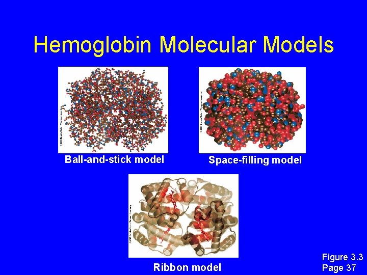 Hemoglobin Molecular Models Ball-and-stick model Space-filling model Ribbon model Figure 3. 3 Page 37 Hemoglobin Molecular Models Ball-and-stick model Space-filling model Ribbon model Figure 3. 3 Page 37
