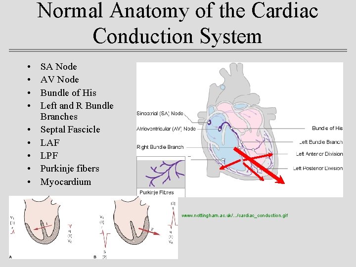 Normal Anatomy of the Cardiac Conduction System • • • SA Node AV Node