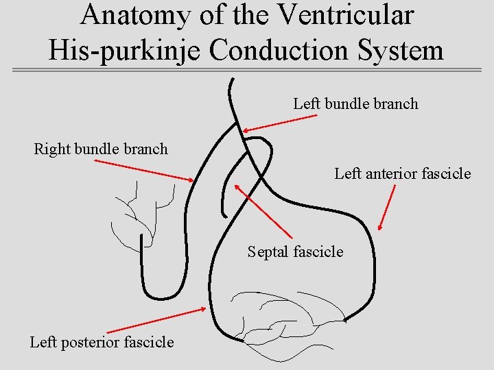 Anatomy of the Ventricular His-purkinje Conduction System Left bundle branch Right bundle branch Left