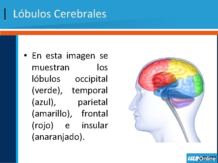 Lóbulos Cerebrales • En esta imagen se muestran los lóbulos occipital (verde), temporal (azul),