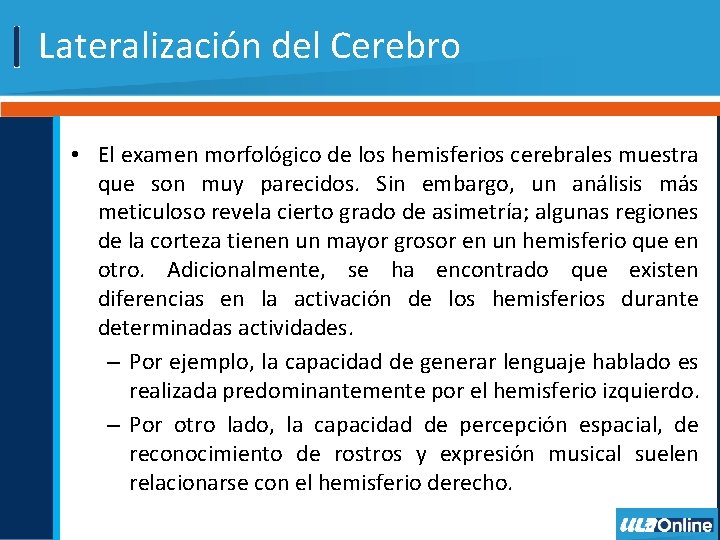 Lateralización del Cerebro • El examen morfológico de los hemisferios cerebrales muestra que son