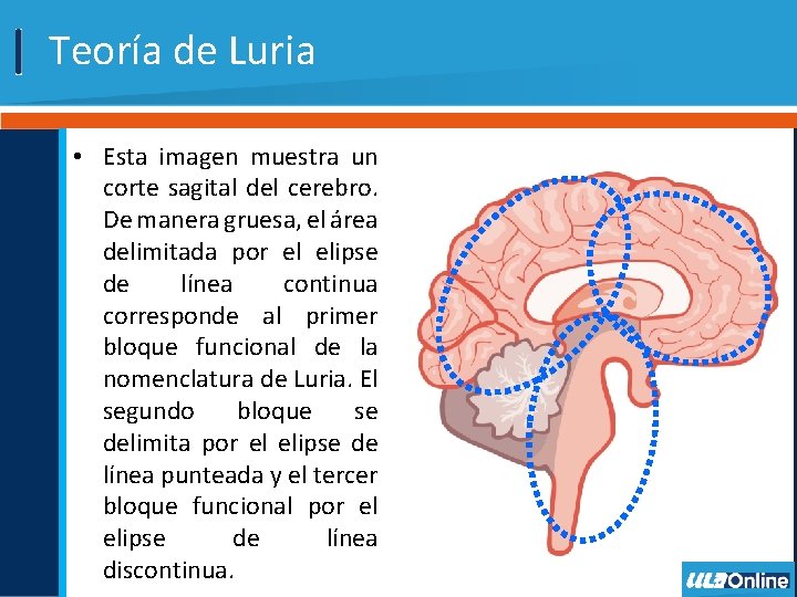 Teoría de Luria • Esta imagen muestra un corte sagital del cerebro. De manera